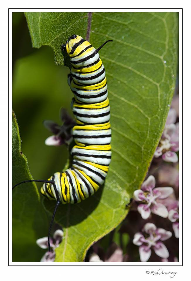 monarch caterpillar 1.jpg
